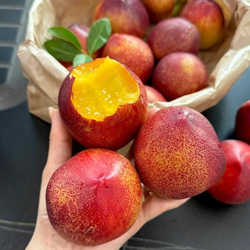 nectarina de jardín de rocas Semillas frutas balcón resistentes Comprar orgánicos Setos,s, decoración sala estar.s rápido 20semillas