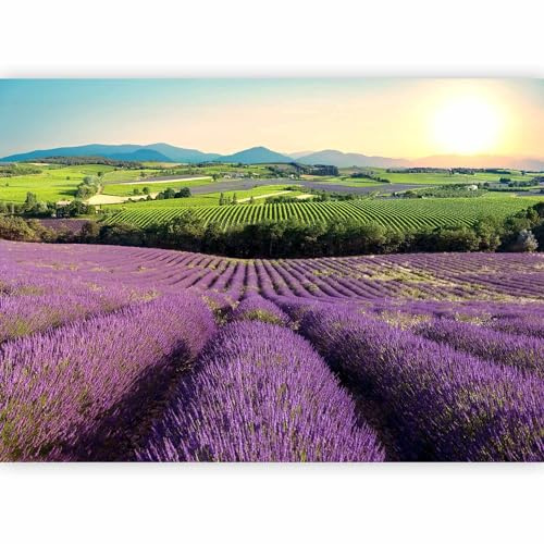 murando Fotomurales autoadhesivo Lavanda Campos 245x175 cm Papel Pintado Decoración de Pared Murales Pegatina decorativos adhesivos moderna de Diseno Fotográfico Paisaje naturaleza c-C-0427-a-a