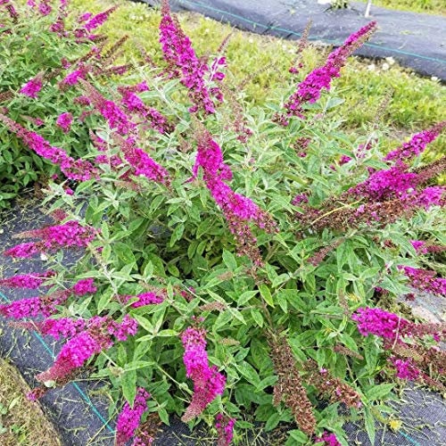 Lo & Behold Ruby Chip® - Butterfly Bush - Buddleia - Proven Winners - 4 Pot