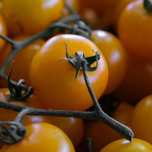 Tomato Seeds - 20 Golden Sunrise Tomato Seeds - Plant and Grow Your Own Vegetables for Gardens, Pots & Allotments – Suitable for Indoor & Outdoor Planting – Packed in The UK by Meldon Seeds