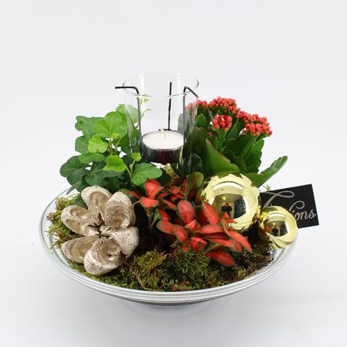 Pflanzen - Adventskomposition aus Glas - Durchmesser Ø 25 cm - Höhe ca. 20 cm