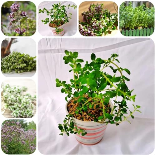 Semi di maggiorana perenne resistente, Origano majorana, giardino di culinarie da giardino roccioso sono resistenti 100pcs