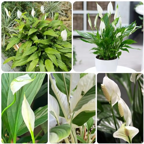 giglio pace da balcone con parete verde rampicanti resistenti raro da aiuola rialzata giardino perenni resistenti decorazioni esotiche per balconi per 200semi