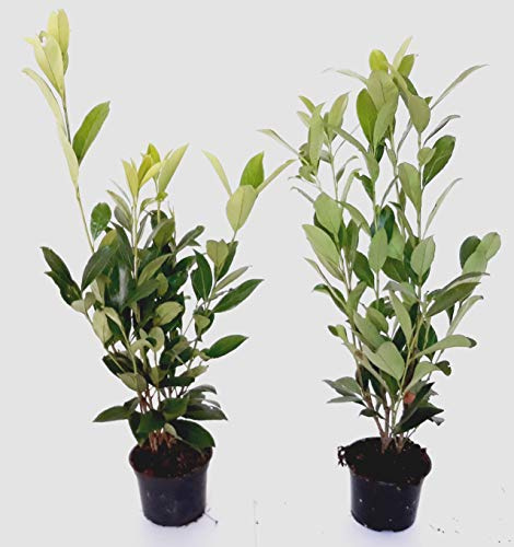 30 Stück Prunus laurocerasus 'Caucasica' (Höhe: 40-50 cm/Topfvolumen: 1,3 Liter), Hecke, immergrün, Kirschlorbeer