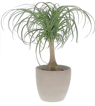 KENTIS - Nolina Beaucarnea Recurvata - Mangiafumo - Piante Vere da Interno Purifica Aria - Pianta da Appartamento - H 60-70 cm Vaso Ø 21 cm