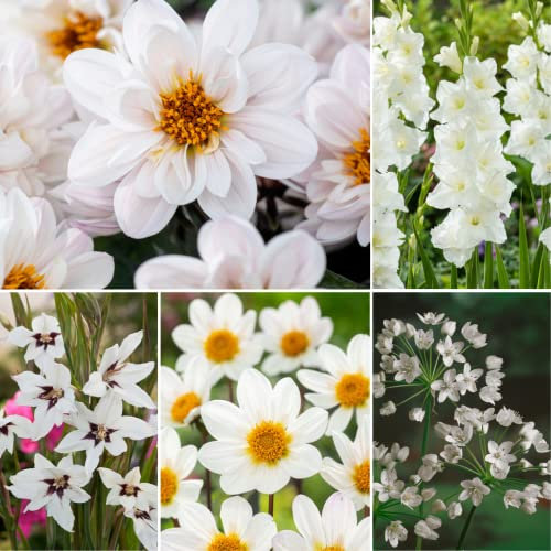 Plant in a Box - Bulbes 'Jardin Blanc' - Mélange de bulbes à fleurs - 250 pièces - Mélange de différents bulbes à fleurs - Dahlias, Glaïeuls, Freesias, Oxalis