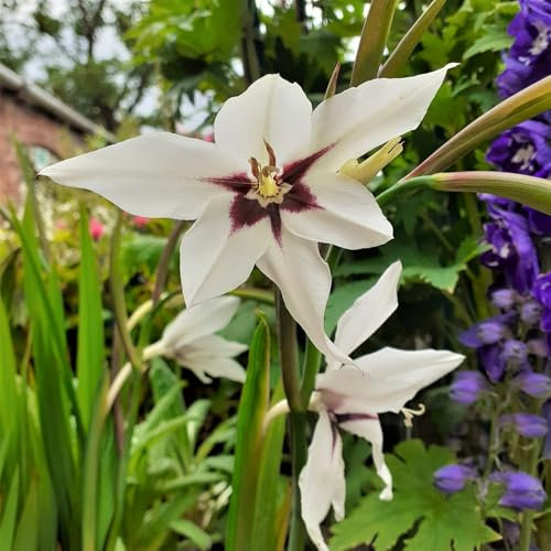 Carbeth Plants - 20 x Acidanthera Gladiolus Murielae Bulbs - White Sword Lily Corms Herbaceous Perennials - Peacock Orchid for Planting Outdoors - Grow in Beds, Borders and Patio Pots