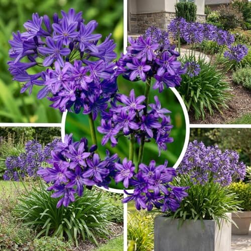FLORIUM Agapanthus africanus Dunkelviolett (3 Pflanzen) Winterharte echte Gartenpflanzen aus Holland, mehrjährige Blumenzwiebeln für Topf und Garten (keine Samen, nicht künstlich)