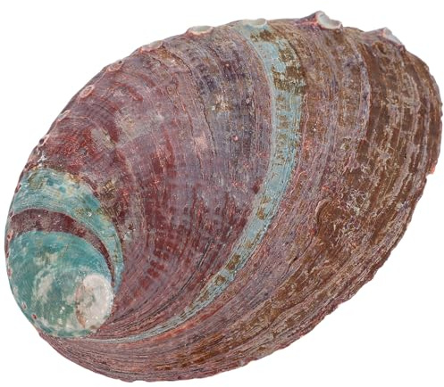 DEARMAMY Große Abalone-Muschel Mit Perlen Räucherstäbchenhalter Dekorativer Schmuckteller Meeresmuschel Ornament Küstenstrand Heimdekoration Für Zuhause Und Büro
