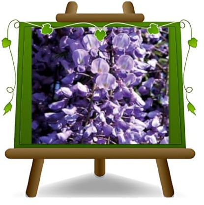 Wisteria Floribunda Ito Koku Riu Wisteria Azul Violeta Oscuro - Plantas Enredaderas En Planta en Florero De 17 - Altura 200CM