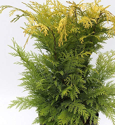Gelbe Gartenzypresse Stardust 40-60cm - Chamaecyparis lawsoniana