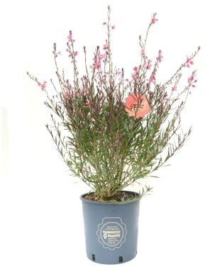 Vannucci Piante - Gaura lindheimeri 'Baby Red', pianta da esterno, pianta vera in vaso, pianta da terrazzo