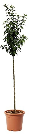 KENTIS - Pianta di Nespolo - Mespilus Germanica - Piante Vere da Esterno - Alberello da Frutto Ornamentale da Giardino - Vaso Ø 28 cm