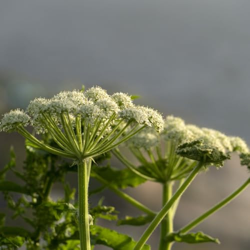 Semi di levistico, giardino di semi di aromatiche, rare cucina dell'orto balcone 150pcs
