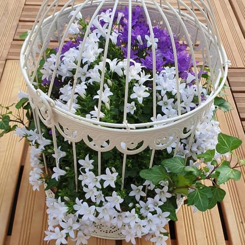 semi resistenti di campanula - primaverile, resistenti all'esterno di campanula, giardino, d'appartamento balcone, 500pcs