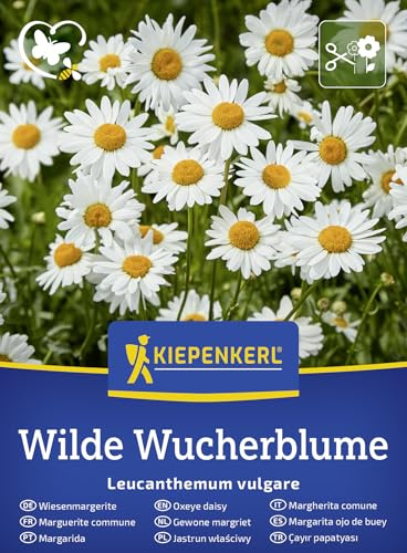 Kiepenkerl Wiesenmargeritensamen Wilde Wucherblume 50943 – fröhliche Farben, bienenfreundlich & insektenfreundlich, heimische Wildblume für Beet und naturnahe Gärten, Saatgut für ca. 200 Pflanzen