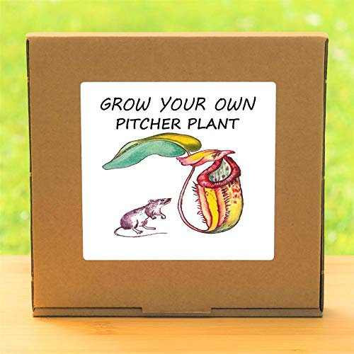 Portal Cool Package Seeds: Grow Your Own Carnivorous Pitcher Seeds Kit - Deck Gardening Gift Windowsill