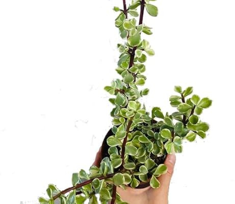 Portulacaria Variegata o Árbol de la Abundancia Planta de Interior y Exterior Perfecta para la Iniciación en el Cuidado de Plantas