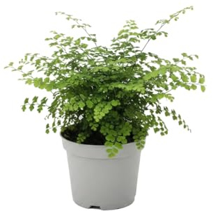 DECOALIVE - Adiantum Raddianum Fragrans Culantrillo de Pozo, Helecho Natural Maceta 12 cm Altura 25 cm