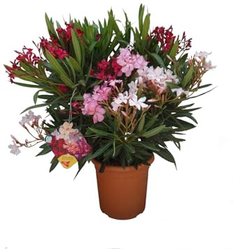N2 Pianta Oleandro, Nerium Oleander, Piante a cespuglio, Piante da siepe per esterno diametro vaso 22 cm fiori colori casualii (Multicolor)