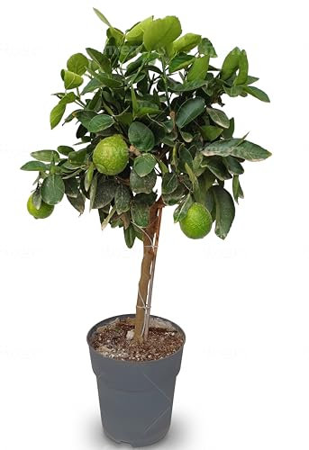 Sunny Tree - Árbol de lima - 3 años - Citrus Latifolia - Planta cítrica - Frutas - 90 cm - A+ Ware
