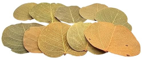 Generisch - Moneta-Blätter 10 Stück - Futter für Garnelen, Schnecken und Krebse