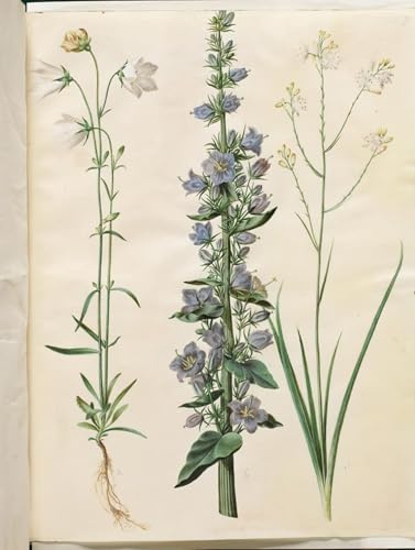 XcBAIHOUD Famous Art Print Poster Canvas Prints Campanula Persicifolia by Hans Simon Holtzbecker Picture Mural for Home Decor 60x90cm