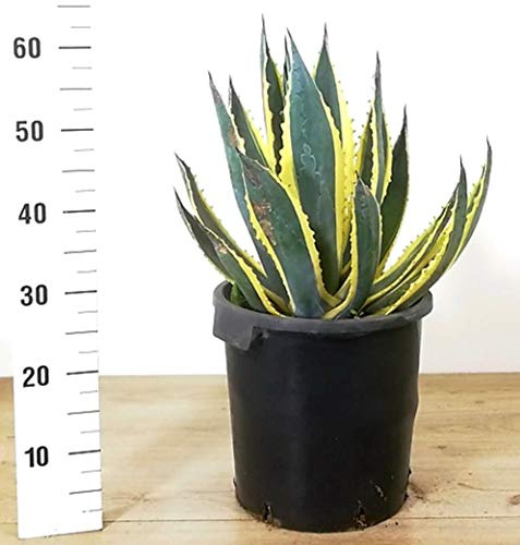 POWERS TO FLOWERS - AGAVE AMERICANA VARIEGATA XXL V24, Resistente al gelo, Pianta Vera