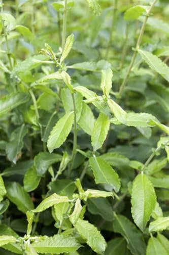 Grau-Weide Salix cinerea 60-100 cm Strauch winterhart | Ideal für Feuchtstandorte, bienenfreundlich, robust, schnittverträglich, sonnig bis halbschattig, für Gartenbepflanzung