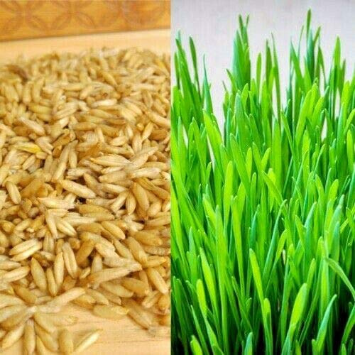 10 Grams Seed of Cat Oat Grass For Dogs, Lizards, Tortoise, Guinea Pigs, etc
