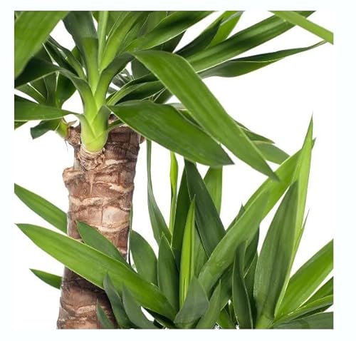 Impresionante Yucca Elephantipes de 100cm 2 Troncos - Planta Natural de Hojas Largas y Hermosas