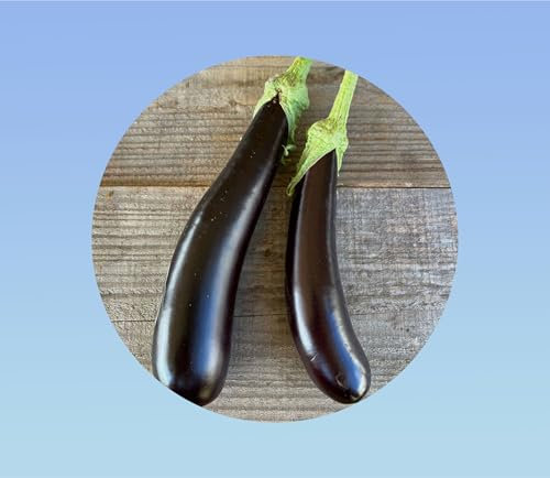 550 Graines d'Aubergine Violette de Barbentane - Variété Précoce et Rustique - Fruits Longs et Productifs
