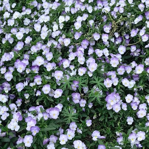 semi di viola del pensiero resistenti - giardino violetta cornuta da balcone all'esterno 450pcs