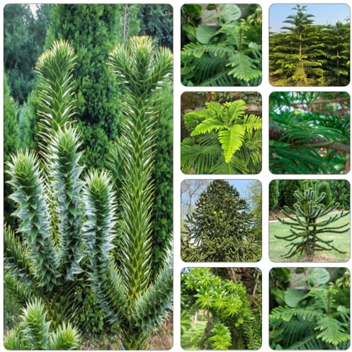 araucaria araucana - gartenkräuter pflanzenkübel baumsamen blumengarten kräutersamen balkongarten wildkräuter bonsai topf gartensamen exotische zimmerpflanzen pflanzensamen 25samen