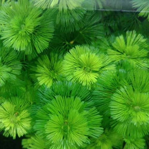 Semillas de acuáticas, de acuario, exóticas Semillas resistentes para de estanque. Decoración de acuarios, semillas de variedades antiguas 300pcs