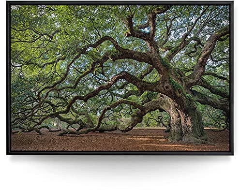 BilderKing Wandbild Baum Alte Eiche - 150cm x 100cm Leinwand auf 2cm Keilrahmen mit Schattenfugenrahmen schwarz