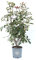 Vannucci Piante - Photinia x fraseri Red Robin, Cespuglio, Pianta vera in vaso, Pianta da terrazzo
