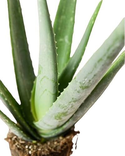 Aloe Vera Planta Suculenta Medicinal y Natural de Exterior
