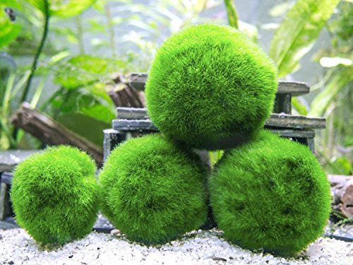 5 x Marimo Moss Ball - Live Aquarium Aquatic Fish Tank Luffy Plant Cladophora - Ammonia Remover
