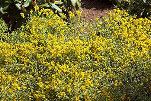 Genista lydia 30–40 cm – Winterhart, Mehrjährig, Pflegeleicht – Steinginster – Zierstrauch für Steingarten & Beet