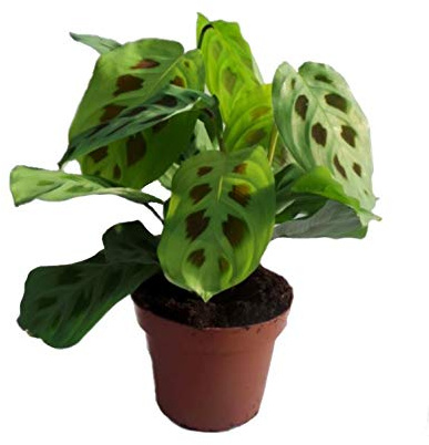 Planta de oración para pies de conejos Maranta kerchoveana en maceta de 12 cm