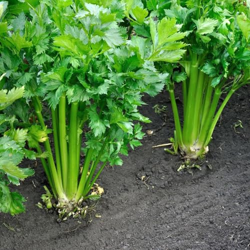 Semillas de apio, antiguas variedades de Apium graveolens, semillas orgánicas 300pcs