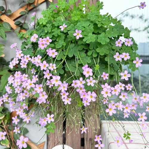 OxalisTriangularisZwiebeln,deko garten,zum einpflanzen,deko wohnzimmer modern topf,gartenPflanzen4pcs