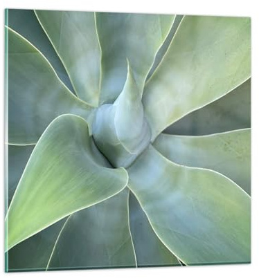 Quadri Moderni su Vetro 70x70 cm Stampe da Parete Botanica Fiori - 5451