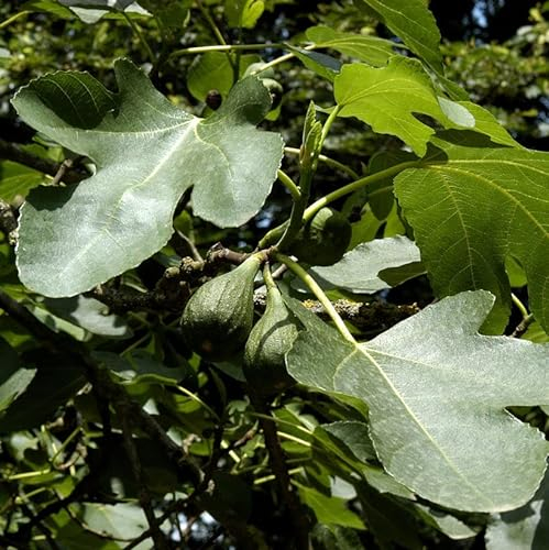 Feigenbaum Brown Turkey 80-100cm - Ficus carica - lebende Gartenpflanze aus den Baumschulen