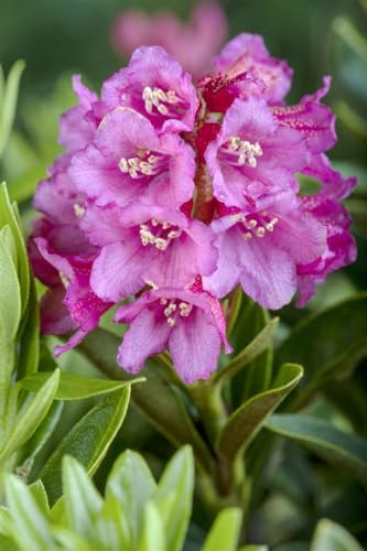 Rostrote Alpenrose Rhododendron ferrugineum 12-15 cm winterhart immergrün