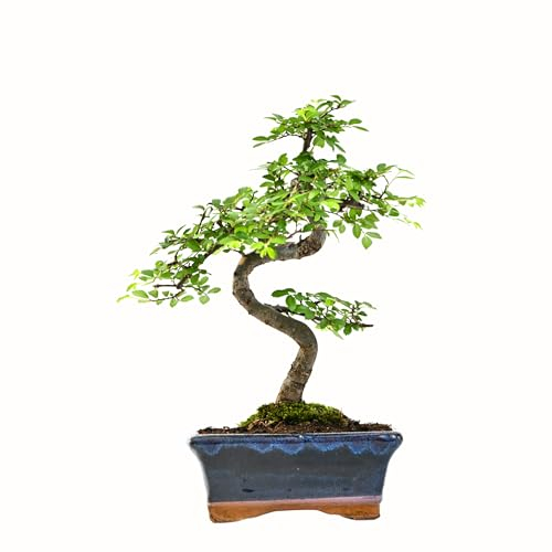 Chinesische Ulme Bonsai – Alter 7-8 Jahre – Höhe 25-35 cm – Topfgröße Ø 15 cm