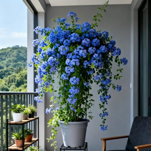Plumbago auriculata balcone di ornamentali di appartamento giardino balcone 1piante