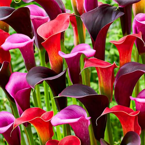 Colección de bulbos de flores de lirio de cala morado, negro y rojo, bulbos de Zantedeschia, 5 piezas reales y grandes que tienen más de 5 flores, ideales para la maceta, de Holanda