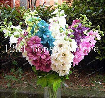 . 100 Pz economici Diversi Colori di Rocket Larkspur Consolida Ajacis Delphinium Fiori in Vaso Giardino Domestico di DIY: 17